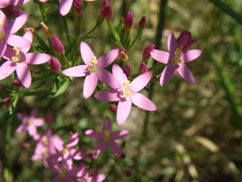 Centaurium erythraea